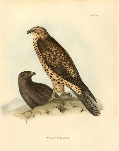 Ornitologie: "Craxirex Galapagoensis" dudek galapážský, kterého popsal Charles DarWin (1809-1882) během své expedice na palubě lodi Beagle. Deska z knihy "Birds described by John Gould, with notice of their habits by Charles Darwin". od Unbekannter Künstler