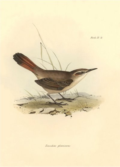 Ornitologie: "Eremobius phoenicurus" popsal Charles Darwin během své výpravy na palubě lodi Beagle. Deska z knihy "The zoology of the voyage of the H.M.S. Beagle. Let. III, Ptáci popsaní Johnem Gouldem, s poznámkou o jejich zvycích od Charlese Darwina. od Unbekannter Künstler