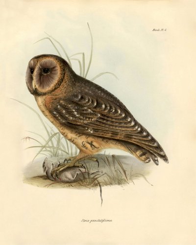 Ornitologie: Darwin (1809-1882) popsal sovu "Strix punctatissima" během své expedice na palubě lodi Beagle. Deska z knihy "Birds described by John Gould, with notice of their habits by Charles Darwin". od Unbekannter Künstler