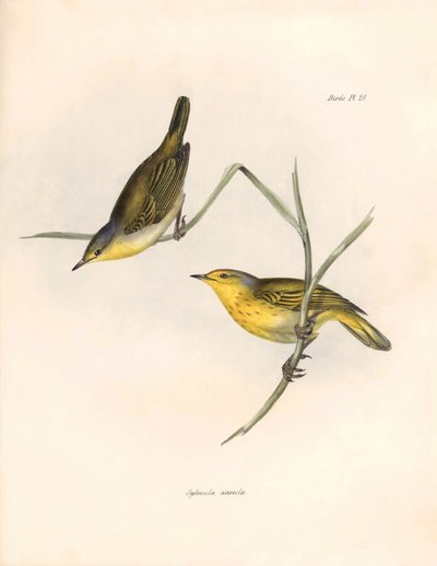 Ornitologie: "Sylvicola aureola", kterou pozoroval a popsal Charles Darwin (1809-1882). Deska z knihy "The zoology of the voyage of H.M.S. Beagle. Let. III, Ptáci popsaní Johnem Gouldem, s poznámkami o jejich zvycích od Charlese Darwina. od Unbekannter Künstler