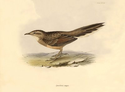 Ornitologie: "Synallaxis major" popsal Charles Darwin během své výpravy na palubě lodi Beagle. Deska z knihy "The zoology of the voyage of the H.M.S. Beagle". Let. III, Ptáci popsaní Johnem Gouldem, s poznámkou o jejich zvycích od Charlese Darwina. od Unbekannter Künstler