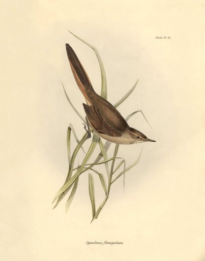 Ornitologie: "Synallaxis rufogularis" popsal Charles Darwin během své výpravy na palubě lodi Beagle. Deska z knihy "The zoology of the voyage of the H.M.S. Beagle. Let. III, Ptáci popsaní Johnem Gouldem, s poznámkou o jejich zvycích od Charlese Darwina". od Unbekannter Künstler