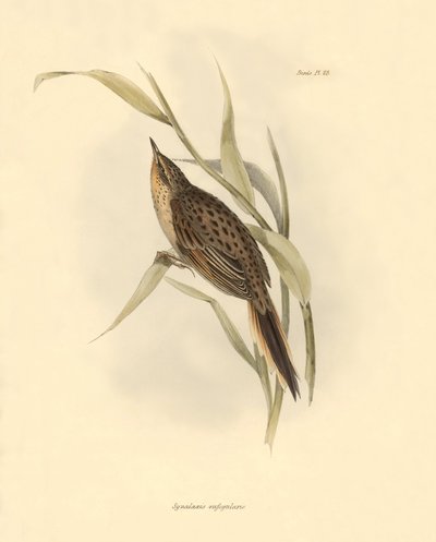 Ornitologie: "Synallaxis rufogularis" popsal Charles Darwin během své výpravy na palubě lodi Beagle. Deska z knihy "The zoology of the voyage of the H.M.S. Beagle. Let. III, Ptáci popsaní Johnem Gouldem, s poznámkou o jejich zvycích od Charlese Darwina". od Unbekannter Künstler