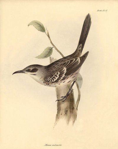 Ornitologie: "Mimus melanotis" z čeledi posměváčků popsal Charles Darwin během své objevitelské cesty na palubě lodi Beagle. Deska z knihy "The Zoology of the voyage of H.M.S. Beagle under the command of Captain Fitzroy during the years 1832 to 1836". od Unbekannter Künstler