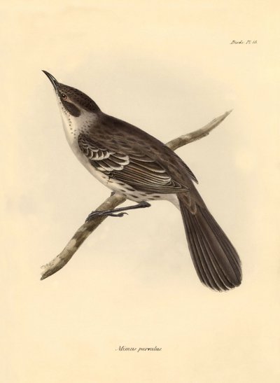Ornitologie: "Mimus parnilus" z čeledi posměváčků popsal Charles Darwin během své objevitelské cesty na palubě lodi Beagle. Deska z knihy "The Zoology of the voyage of H.M.S. Beagle under the command of Captain Fitzroy during the years 1832 to 1836". od Unbekannter Künstler