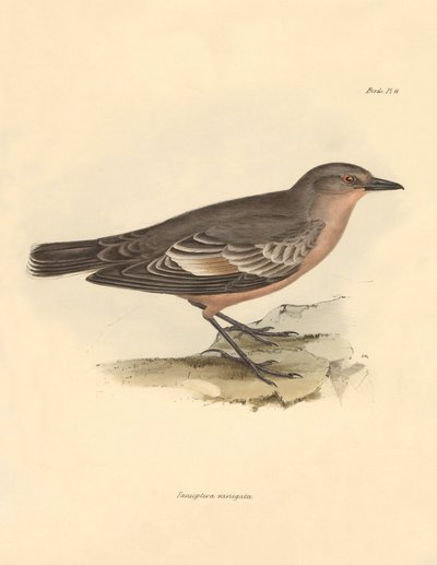 Ornitologie: Taenioptera variegata", kterou popsal Charles Darwin během své objevitelské cesty na palubě lodi Beagle. Deska z knihy "The Zoology of the voyage of the H.M.S. Beagle under the command of Captain Fitzroy during the years 1832 to 1836 edited an od Unbekannter Künstler