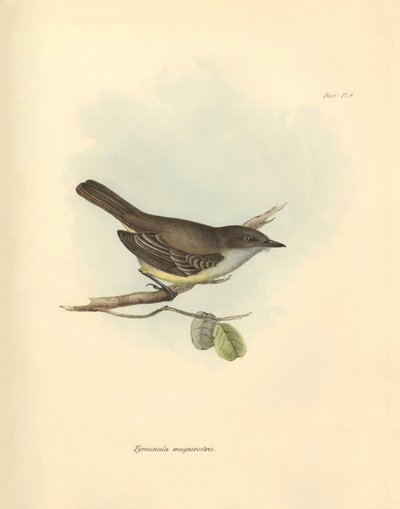 Ornitologie: "Tyrannula magnirostris" z čeledi ptáků, které popsal Charles Darwin během své objevitelské cesty na palubě lodi Beagle. Deska z knihy "The Zoology of the voyage of the H.M.S. Beagle under the command of Captain Fitzroy during the years 1832 t od Unbekannter Künstler