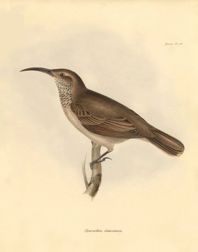 Ornitologie: Upercerthia dumetaria", kterou popsal Charles Darwin během své objevitelské cesty na palubě lodi Beagle. Deska z knihy "The Zoology of the voyage of the H.M.S. Beagle under the command of Captain Fitzroy during the years 1832 to 1836 edited an od Unbekannter Künstler
