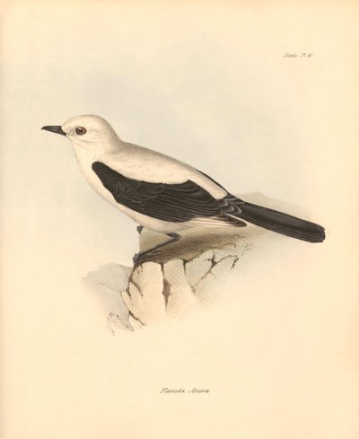 Ornitologie: "Fluvicola azarea" neboli mucholapka, kterou popsal Charles Darwin během své objevitelské cesty na palubě lodi Beagle. Deska z knihy "The Zoology of the voyage of the H.M.S. Beagle under the command of Captain Fitzroy during the years 1832 to  od Unbekannter Künstler