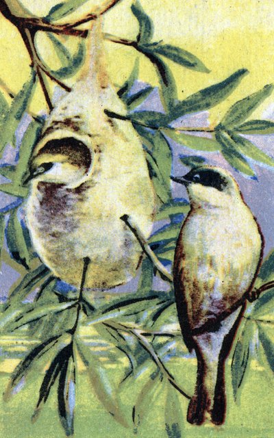 Ornitologie: Remiz (Remiz pendulinus) Chromolitografie 19. století Soukromá sbírka od Unbekannter Künstler