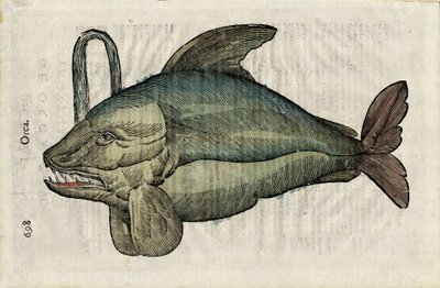 Orque (monstrózní zobrazení kosatky nebo epaularda) v "Ulyssis Aldrouandi... De piscibus libri V et de cetis lib. vnus/Ioannes Cornelius Vteruerius... collegit; Marc. Antonius Bernia in lucem restituit... ", pojednává o přírodních dějinách Ulissů od Unbekannter Künstler