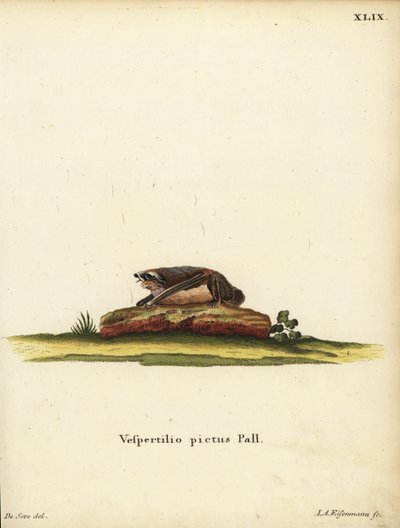 Malovaný vlnitý netopýr, Kerivoula picta. Vespertilio pictus Linn. Ručně kolorovaná mědirytina Jakoba Andrease Eisenmanna podle ilustrace Jacquese de Seve. z knihy Johanna Christiana Daniela Schrebera Ilustrace zvířat podle přírody, neboli Schreberova F od Unbekannter Künstler