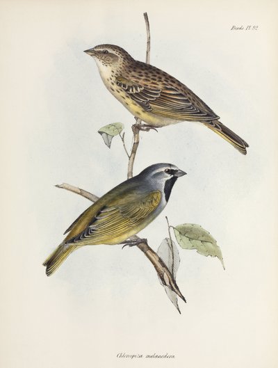 Pár vrabců nebo pěnkav, c 1832-1836 od Unbekannt