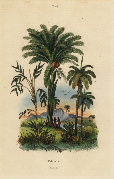 Palmy: datlová palma, Phoenix dactylifera 1, Attalea druh 2 a Geonoma druh 3 od Unbekannt