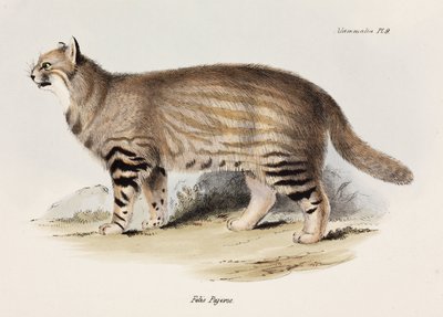 Kočka pampová, Jižní Amerika, c 1832-1836 od Unbekannt