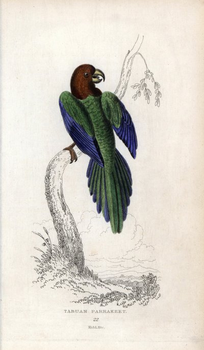Papoušek pumpadour, Prosopeia tabuensis. Psittacus tabuensis. Litografie Josepha Kidda podle kresby Johna Audubona v Miscellany of Natural History: Sir Thomas DiK Lauder and Captain Thomas Brown, vydáno v Edinburghu, Skotsko, v roce 183. od Unbekannter Künstler