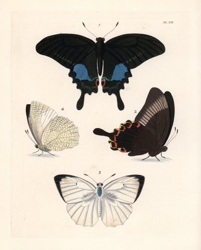 Motýl paví oko pařížské, Papilio paris 1,2, a pestrý emigrant, Catopsilia pyranthe 3.4. Ručně kolorovaná litografie z nového vydání publikace Dru Druryho "Illustrations of Exotic Entomology" od Johna O. Westwooda, Bohn, Londýn. od Unbekannter Künstler