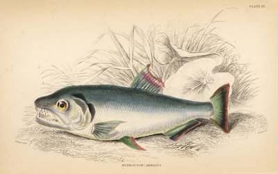 Payara, Hydrolycus armatus (Hydrocyon silnozubý, Hydrocyon armatus). Ručně kolorovaná ocelorytina W. H. Lizarse podle ilustrace Jamese Stewarta z knihy Roberta Schomburga Fishes of Guiana, která je součástí Naturalist