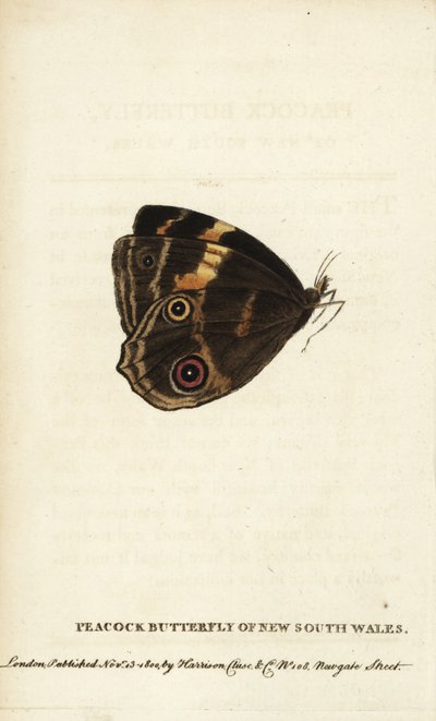 Motýl paví oko Nového Jižního Walesu. Ručně kolorovaná mědirytina z "The Naturalist