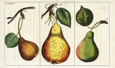 Odrůdy hrušní, Pyrus communis. od Unbekannter Künstler