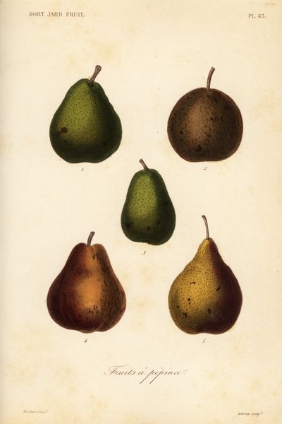 Málo odrůd, Pyrus communis od Unbekannt