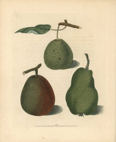 Odrůdy hrušek, Pyrus communis: Cressan, Gansell