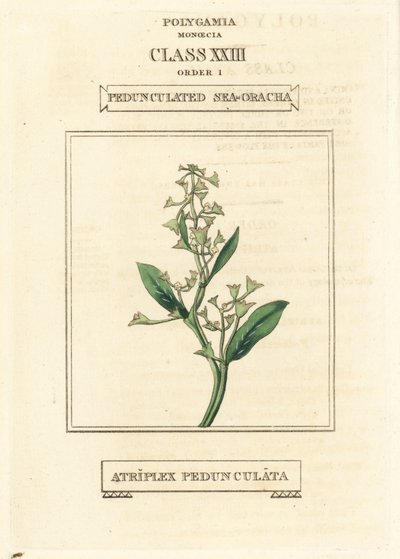 Mořská ostřice stopkatá, Atriplex pedunculata. Ručně kolorovaná mědirytina podle ilustrace Richarda Duppy z knihy The Clours and Orders of the Linnaean System of Botany, Longman, Hurst, London. od Unbekannter Künstler