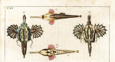 Pegase (neboli malá dračí ryba) - dlouhoocasá motýlí ryba - dračí ryba krátkoocasá, Eurypegasus draconis 59,60, a dlouhoocasá mořská ryba, Pegasus volitans 61,62. Ručně kolorovaná mědirytina z Encyklopedie přírodopisu Gottlieba Tobiase Wilhelma: Wilhelm Wi od Unbekannter Künstler