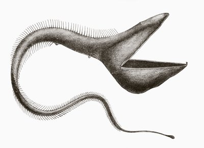 Úhoř pelikán neboli Eurypharynx pelecanoides, hlubokomořská ryba, kterou člověk vidí jen zřídka, z knihy "El Mundo Ilustrado", vydané v Barceloně kolem roku 1880. od Unknown