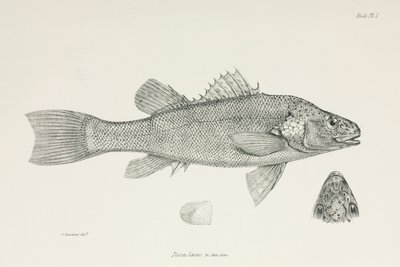 Okoun, c 1832-1836 od Unbekannt