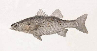 Perche Noct, zblízka od Unbekannt