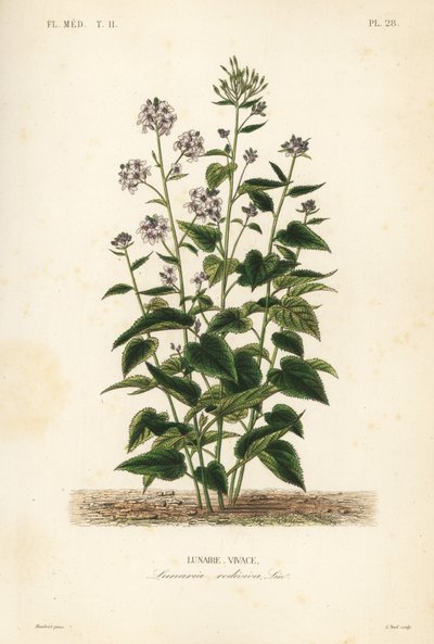 Trvalá poctivost, Lunaria oživená, Lunar vivace od Unbekannt