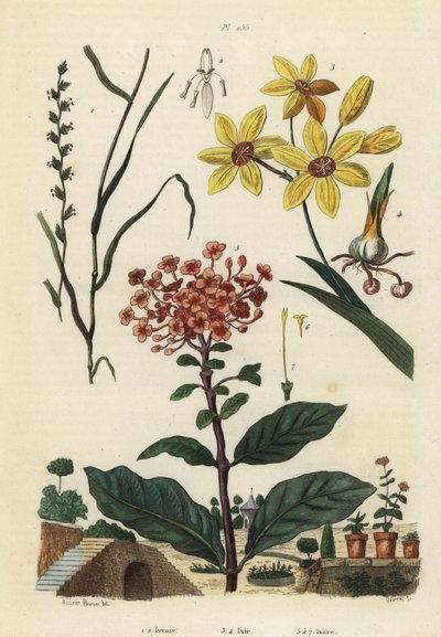 Jílek vytrvalý, Lolium perenne 1,2, africká lilie tečkovaná, Ixia maculata var od Unbekannt