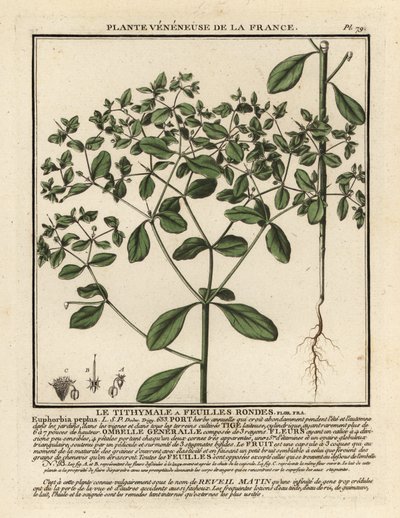 Pryšec drobný, Euphorbia peplus. od Unbekannter Künstler