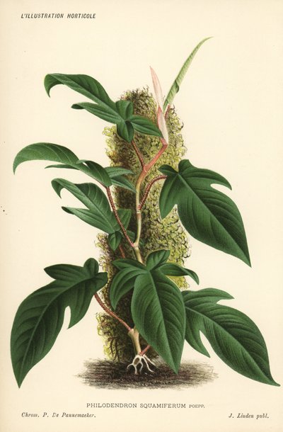 Philodendron squamiferum listová rostlina. Chromolitografie Pietera de Pannemaekera z knihy Jeana Lindena l