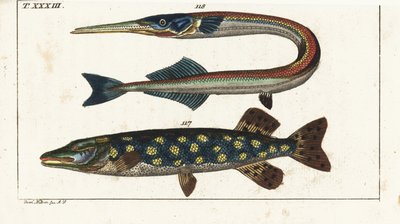 Štika (nebo štika severní) - Orphia - štika severní, Esox lucius 117, a jehlice mořská, Belone belone 118. Ručně kolorovaná mědirytina podle Jacoba Nilsona z Encyklopedie přírodopisu Gottlieba Tobiase Wilhelma: Vydavatelství Gottwald Wilhelm Waldorf: Ryby, od Unbekannter Künstler