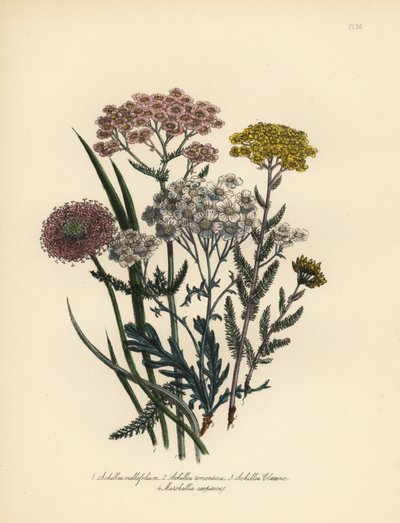 Řebříček růžokvětý, Achillea milfolium, řebříček zlatý, Achillea tomentosa, řebříček Clavenův, Achillea clavenae, a blatouch chocholatý, Marshallia caespitosa. Ruční chromolitografie Henryho Noela Humphreyse podle ilustrace autora od Unbekannter Künstler