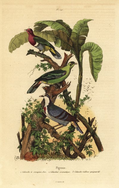Hrdlička růžovohlavá, Ptilinopus porphyreus, holub zelený, Treron aromaticus, a Luzon krvácející, Gallicolumba luzonica od Unbekannt