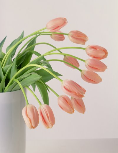 Růžové tulipány od Unbekannter Künstler