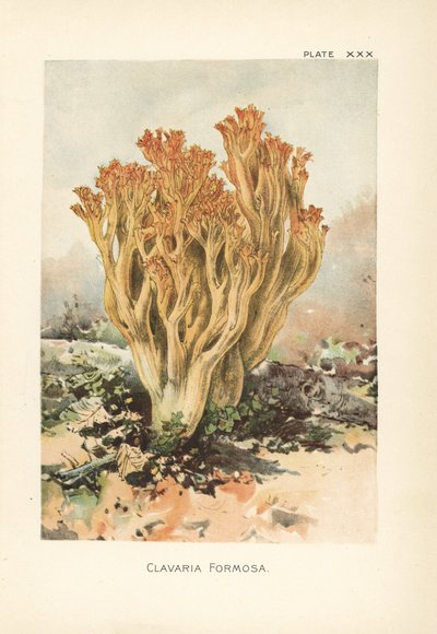 Růžová korálová houba neboli klavárie krásná, Ramaria formosa (Clavaria formosa). Chromolitografie podle botanické ilustrace Williama Hamiltona Gibsona z knihy Naše jedlé muchomůrky a houby. od Unbekannter Künstler