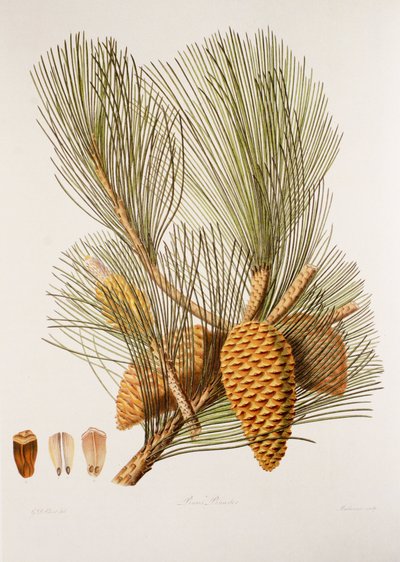 Pinus pinaster/borovice mořská/borovice přímořská od Unbekannt