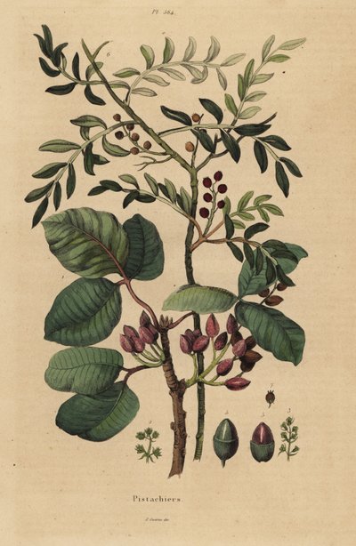 Pistáciový ořech, Pistacia vera od Unbekannt