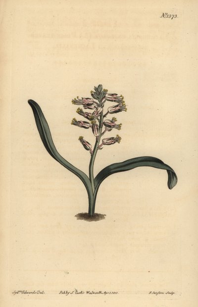 Lachenalia jednobarevná jednobarevná, Lachenalia unicolor od Unbekannt