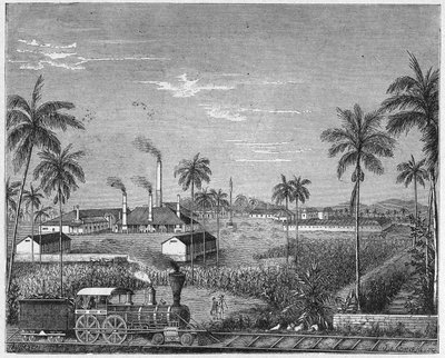 Plantáž cukrové třtiny na Kubě, asi 1880 (rytina) od Unbekannter Künstler