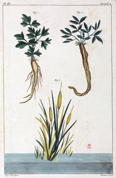 Plantes medicales, Čína od Unbekannt