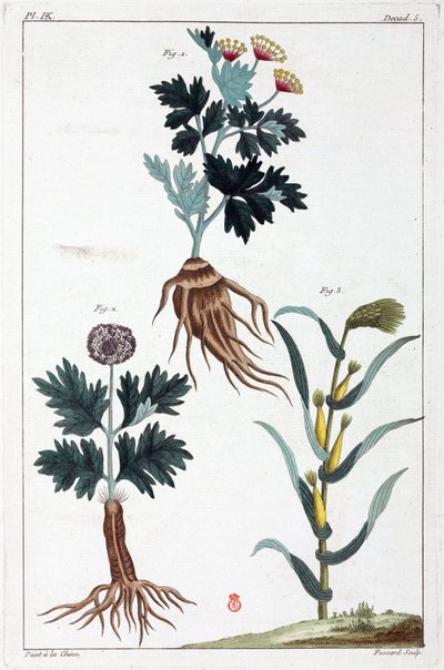 Plantes medicales, Čína od Unbekannt