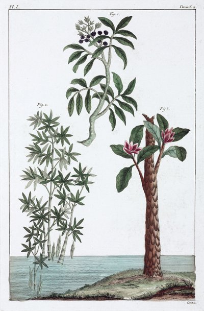 Plantes medicales, Čína od Unbekannt