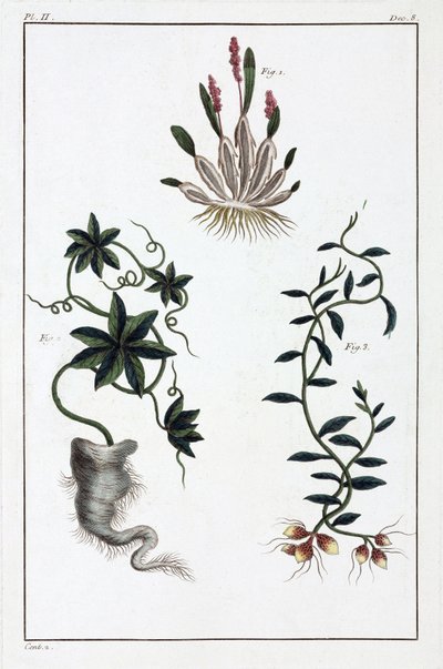 Plantes medicales, Čína od Unbekannt