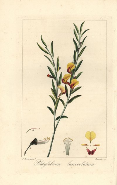Platylobium lanceolatum, původem z Austrálie. Barroisova ručně kolorovaná stipografická rytina na mědi podle botanické ilustrace Pancrace Bessy z knihy Mordanta de Launay "Herbier General de l