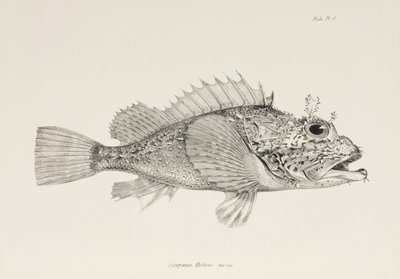 Hráč scorpionfish, c 1832-1836 od Unbekannter Künstler